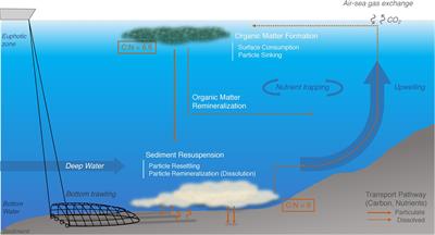 Simulating potential impacts of bottom trawling on the biological carbon pump: a case study in the Benguela Upwelling System